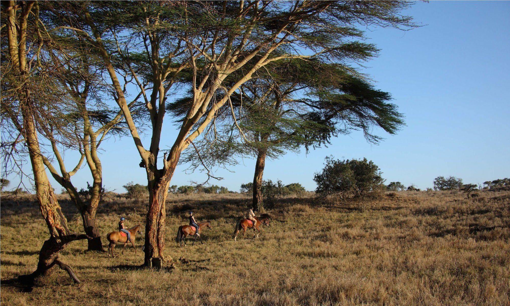 Elewana Lewa Safari Camp Hotel Timau Eksteriør billede